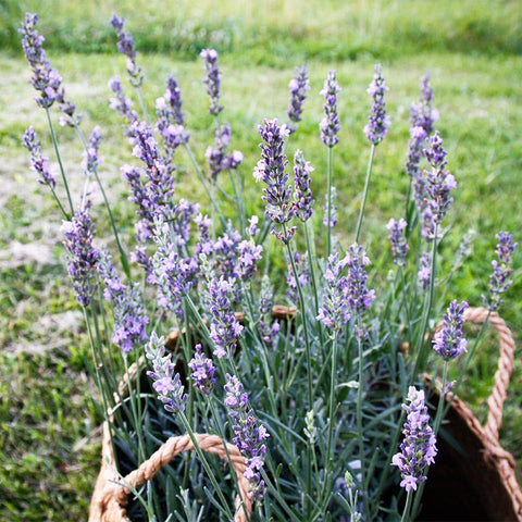 groupon lavender plants Sensational! Lavender, Lavandula x intermedia