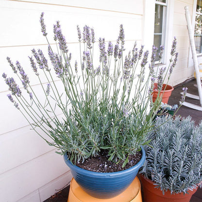 groupon lavender plants Sensational! Lavender, Lavandula x intermedia