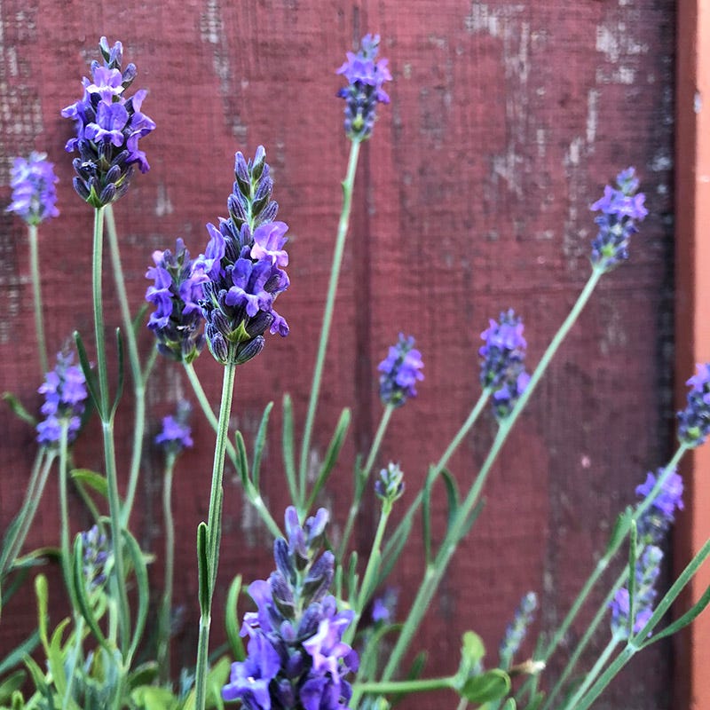 Sensational Lavender | Purple | Plant