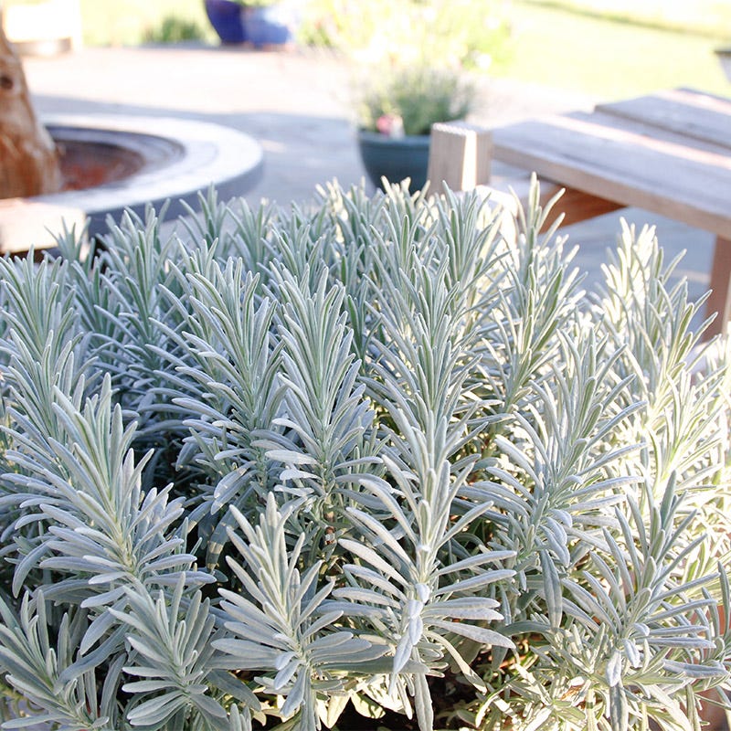 Sensational Lavender | Purple | Plant