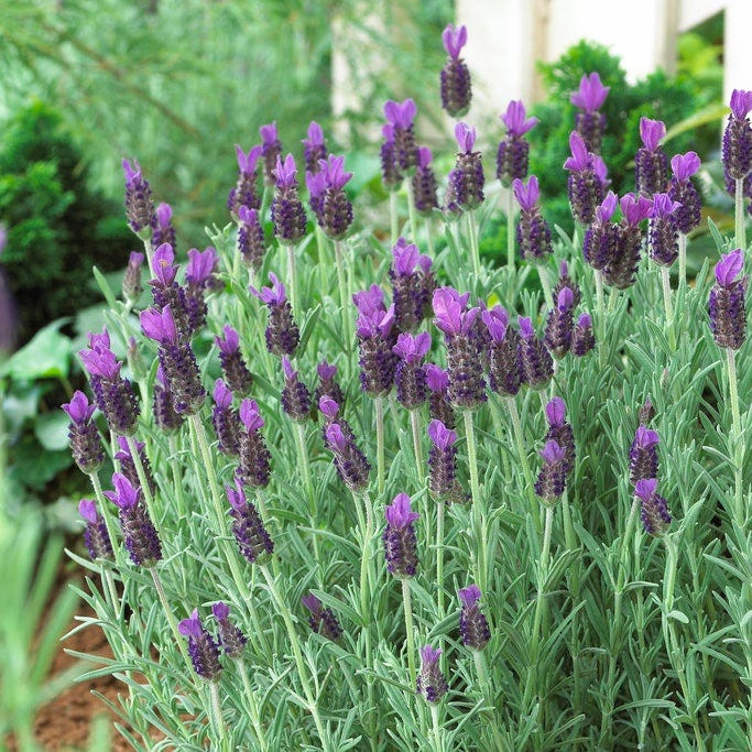 Anouk Spanish Lavender