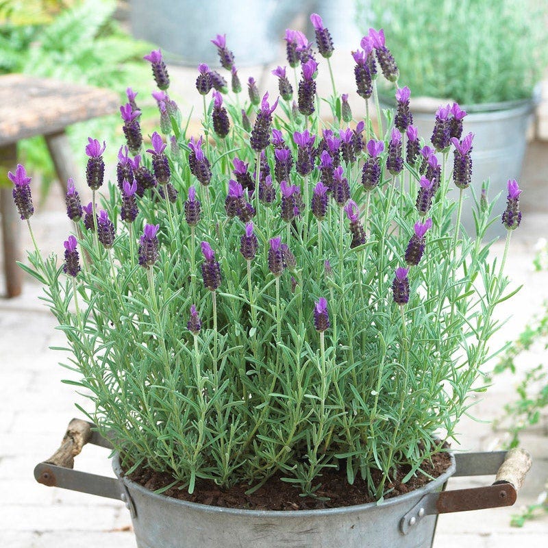 does deans sell spanish lavender plants Anouk Spanish Lavender, Lavandula