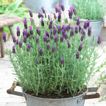 Anouk Spanish Lavender