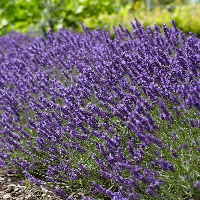 SuperBlue English Lavender