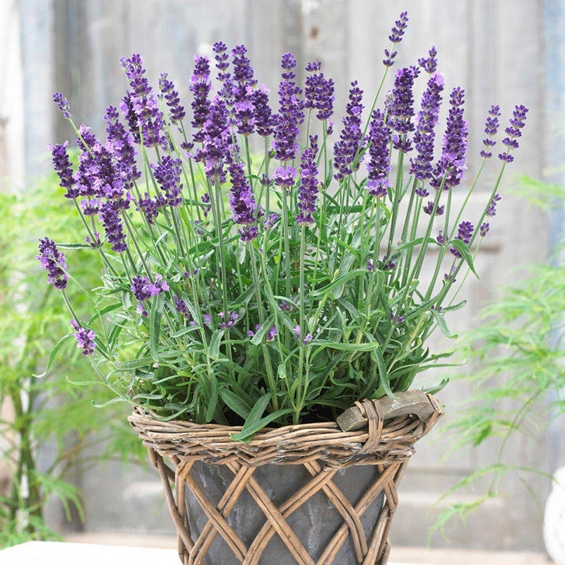Superblue English Lavender, Lavandula | American Meadows