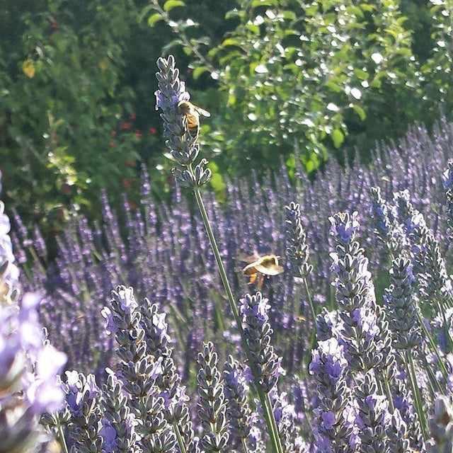 Provence Lavender|Purple Lavender Provence, Lavandula x intermedia, Lavender