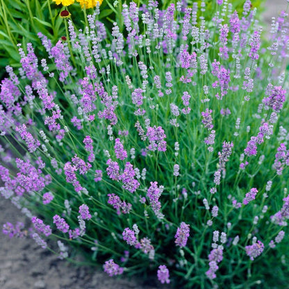 blue english lavender plant Blue Cushion English Lavender