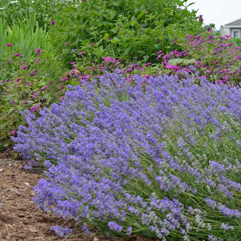 blue english lavender plant Blue Cushion English Lavender | Plant