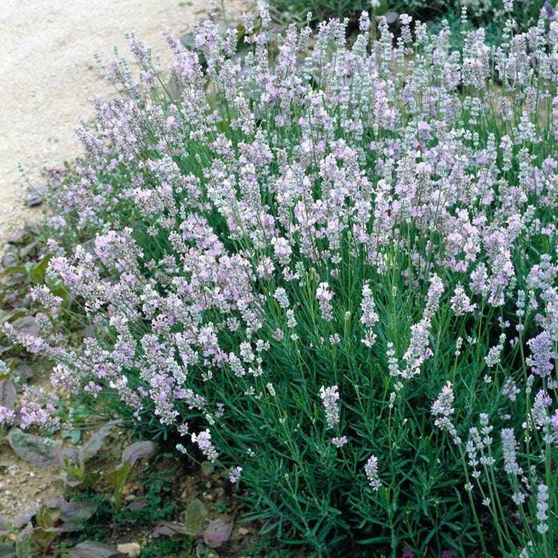 provence lavender seeds for sale Provence Lavender | Purple | Plant