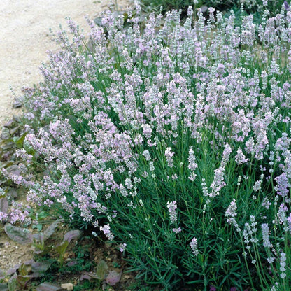 Provence Lavender