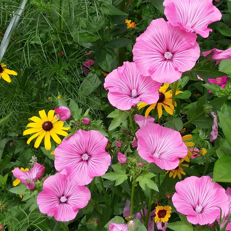 southeast pollinator wildflower seed mix Southeast Pollinator Wildflower Seed Mix
