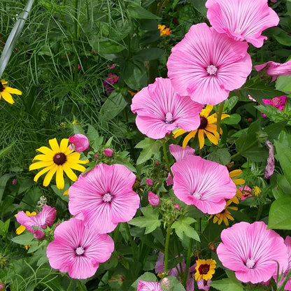 Southeast Pollinator Wildflower Seed Mix