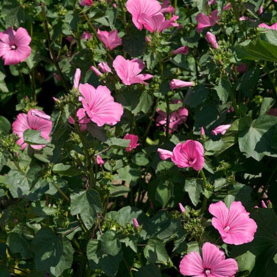 Rose Mallow Seeds