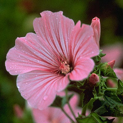 lavatera flower seeds Rose Mallow Seeds | Pink/White