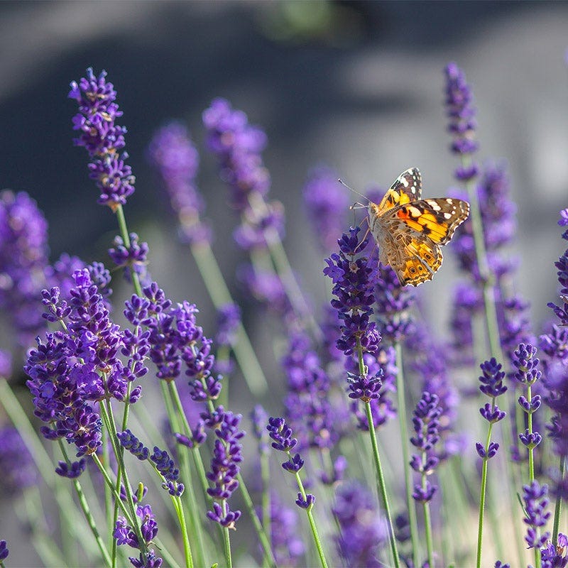 cottage farms lavender plants Fragrant Cottage Garden Plant Collection