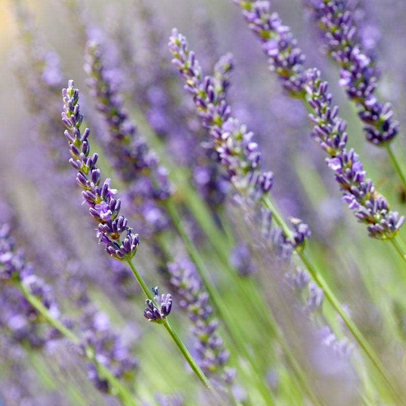 Dilly Dilly Lavender