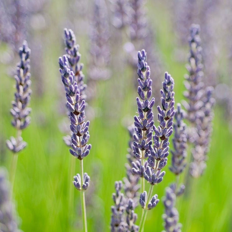 grosso lavender plant care Grosso Lavender | Purple | Plant
