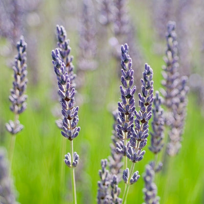 Grosso Lavender