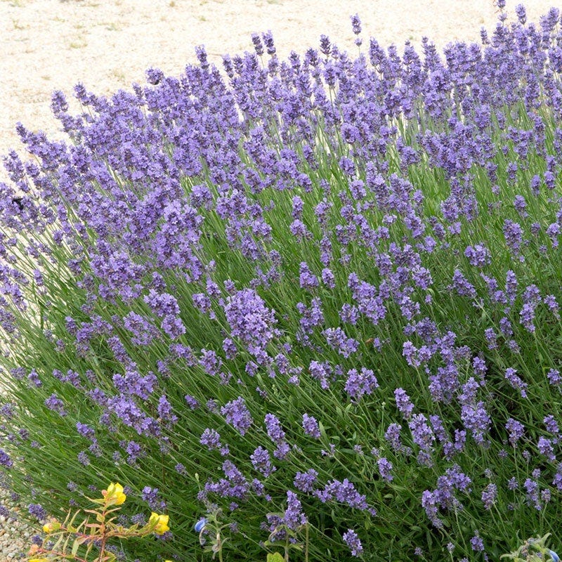 english lavender hidcote plants for sale Hidcote English Lavender | Purple | Plant