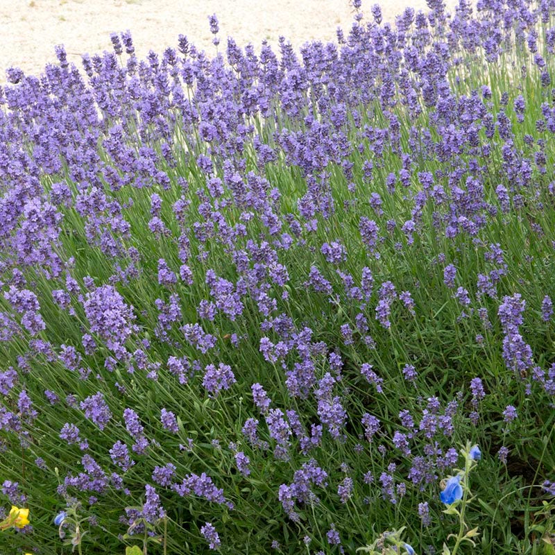 Pollinator Friendly Groundcover Collection