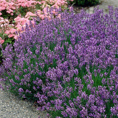 local lavender plants for sale Munstead English Lavender, Lavandula