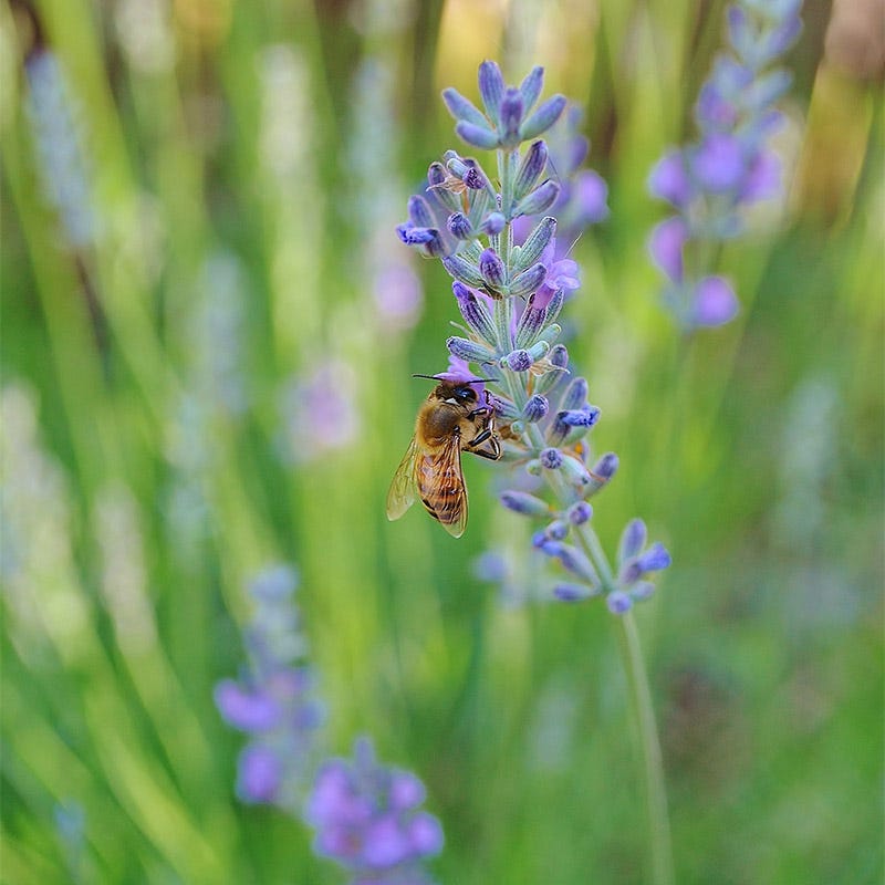 planting munstead lavender seeds Lavender Seeds Munstead, Lavandula angustifolia