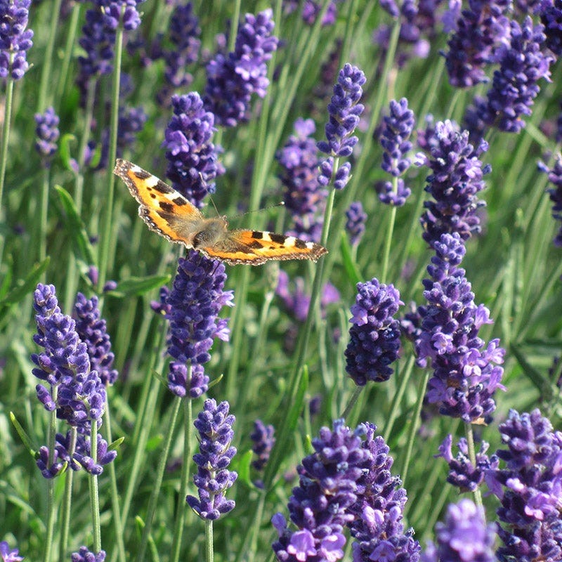 Munstead English Lavender