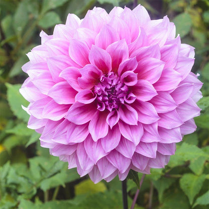 Radiant Dinner Plate Dahlia Collection