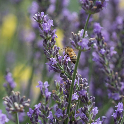 phenomenal lavender seeds for sale Phenomenal Lavender, Lavandula