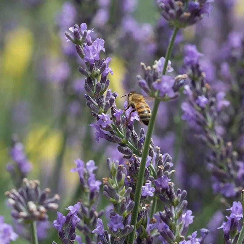 Long Blooming Lavender Collection - Thumbnail 2