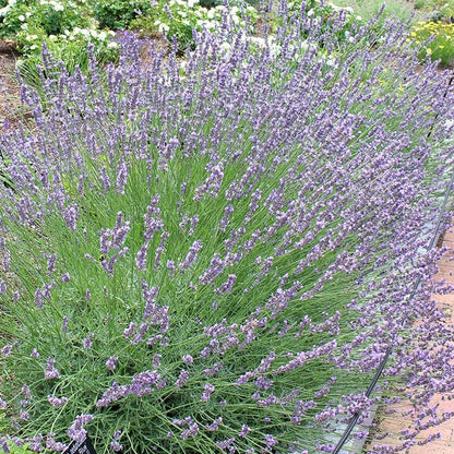 Phenomenal® Lavender