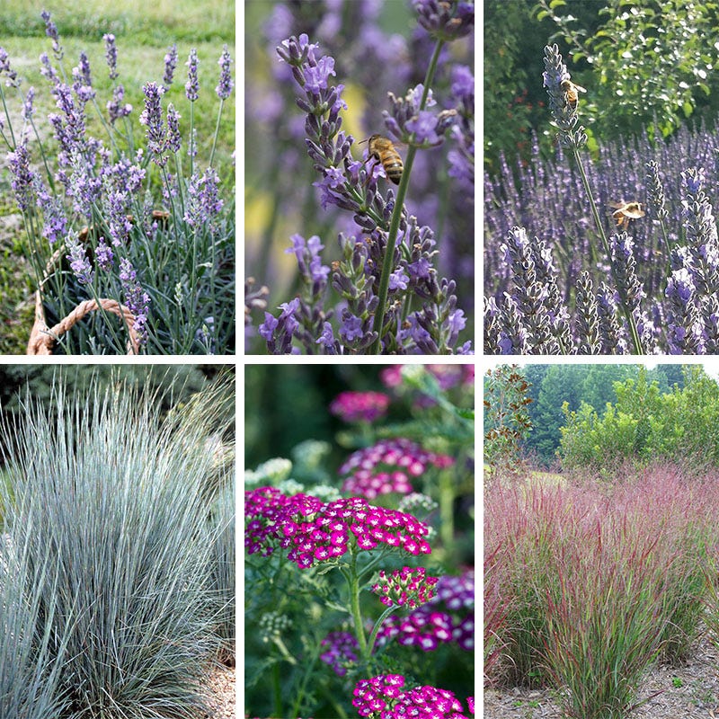 Lavender Retreat Plant Collection - Thumbnail 2