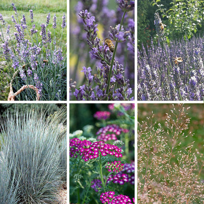 Lavender Retreat Plant Collection