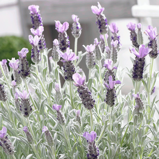 Silver Anouk Spanish Lavender