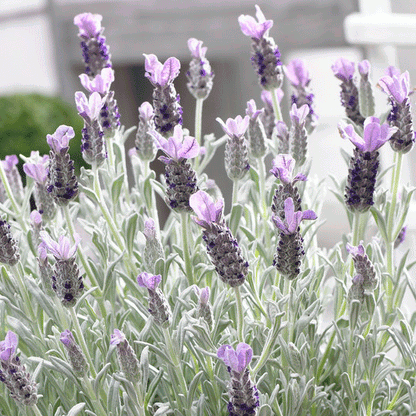 Silver Anouk Spanish Lavender