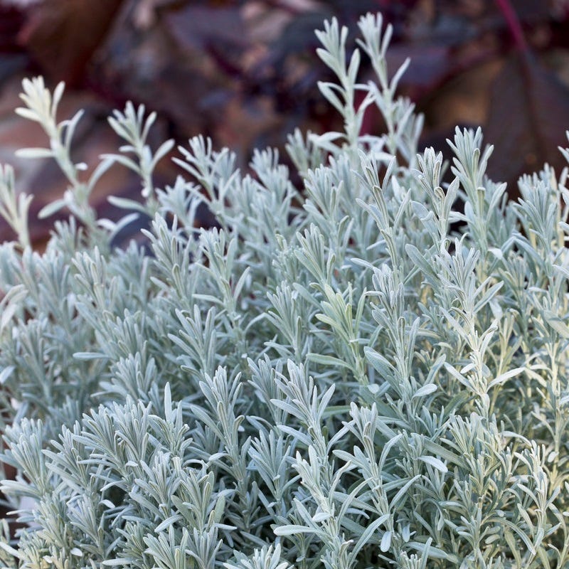 silver spoon lavender plant care Silver Anouk Spanish Lavender | Purple | Plant
