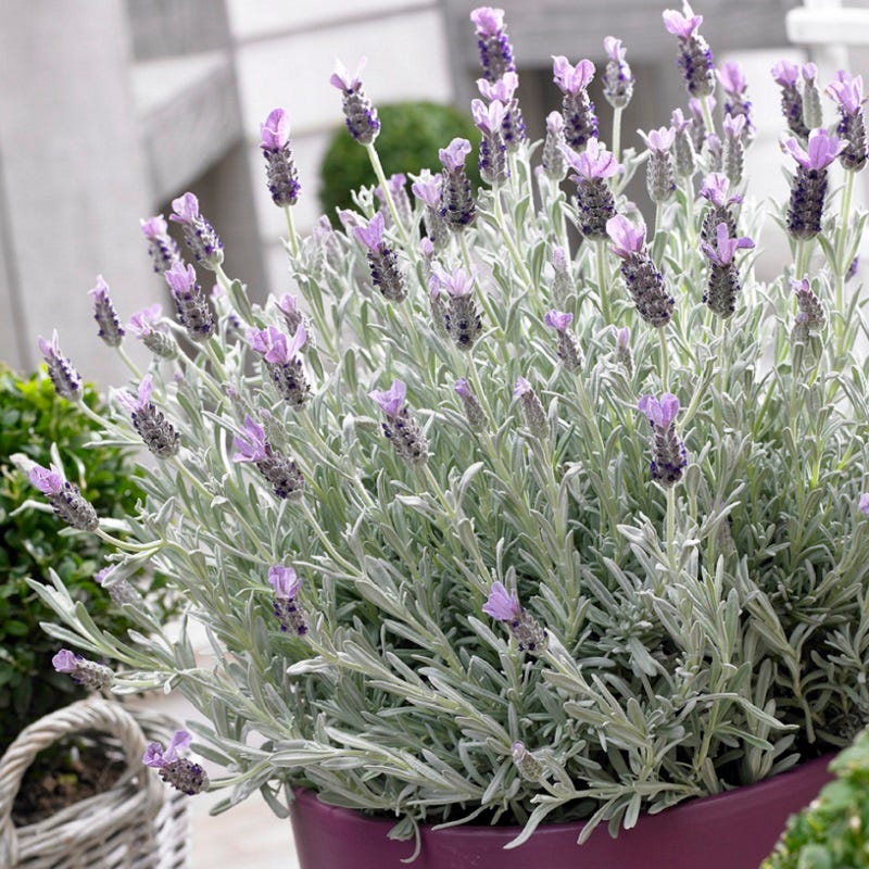 spanish lavender plant care Silver Anouk Spanish Lavender, Lavandula