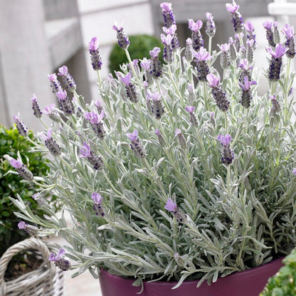 Silver Anouk Spanish Lavender