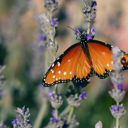 Goodwin Creek Grey French Lavender