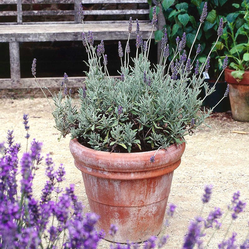 lavender plant looking grey Goodwin Creek Grey French Lavender