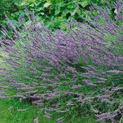 Grosso Lavender | Purple | Plant