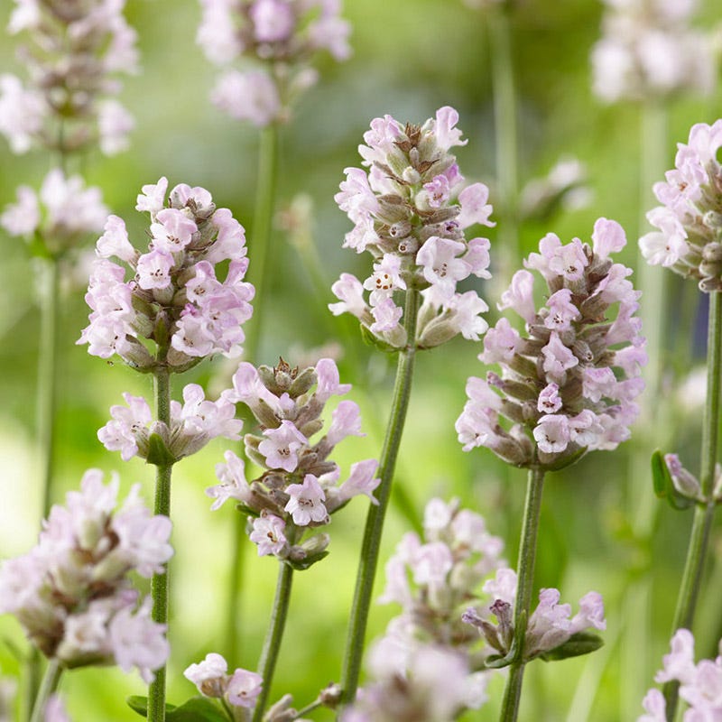 Ellagance Pink English Lavender