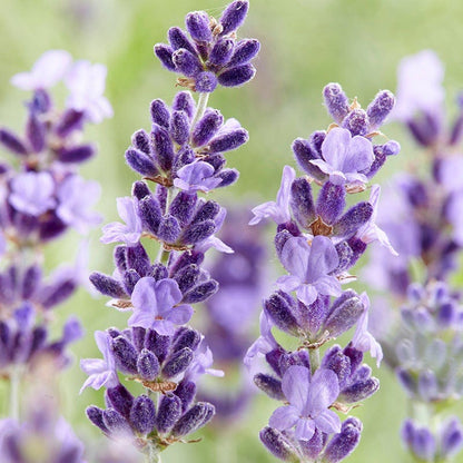 lavender plant description Hidcote English Lavender, Lavandula