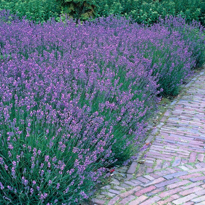 Dilly Dilly Lavender