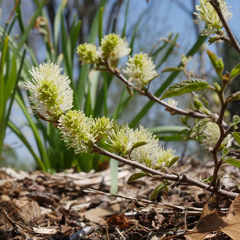 Fothergilla x intermedia Legend Of The Fall® PP32049 'ALICE', Legend Of The Fall® Bottlebrush (Fothergilla), Photo Courtesy of Proven WInners
