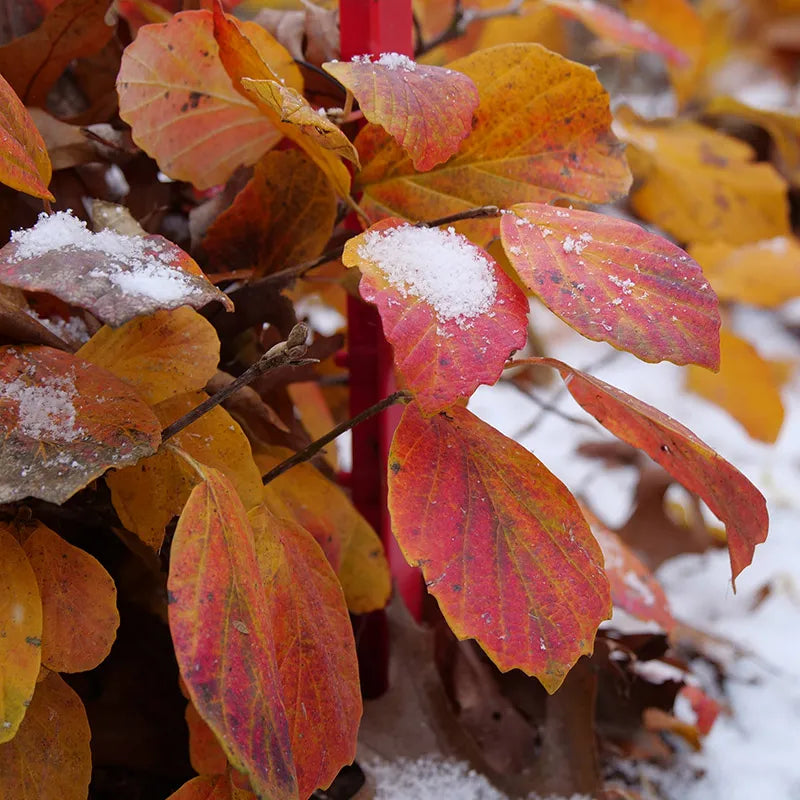 Fothergilla x intermedia Legend Of The Fall® PP32049 'ALICE', Legend Of The Fall® Bottlebrush (Fothergilla), Photo Courtesy of Proven WInners
