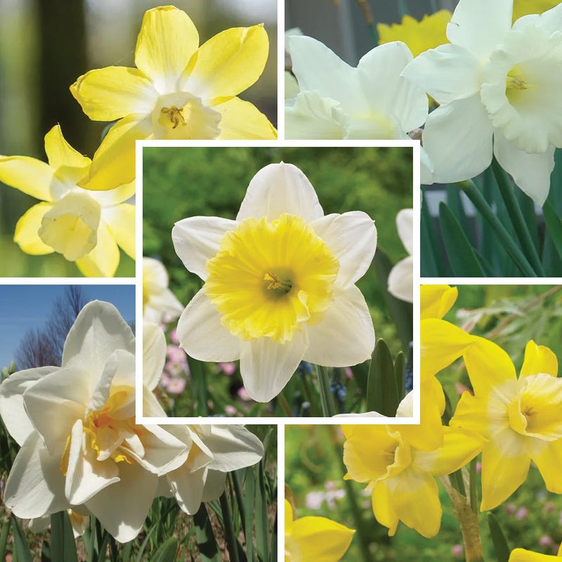 Lemon Chiffon Daffodil Flower Bulb Collection