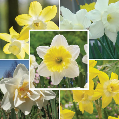 Lemon Chiffon Daffodil Flower Bulb Collection