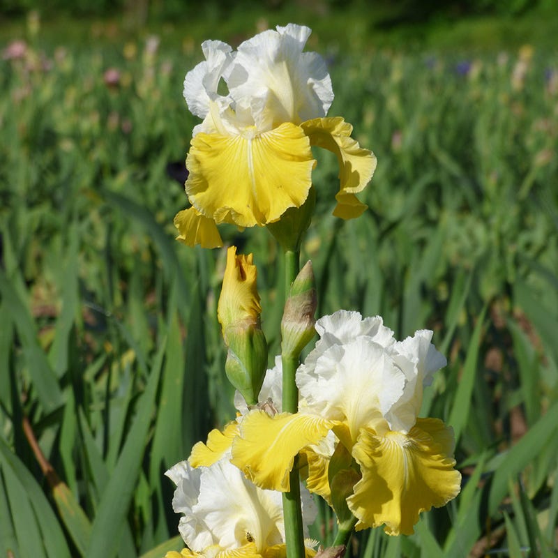 Lemon Cloud Bearded Iris