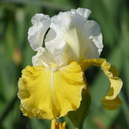 Lemon Cloud Bearded Iris